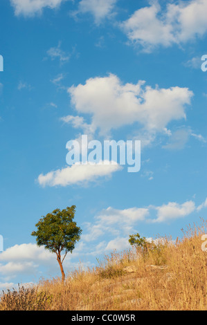 Indian albero su di una collina tra erba secca nella campagna indiana. Andhra Pradesh, India Foto Stock