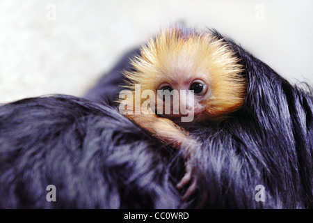Il cotone-top tamarin monkey - Saguinus oedipus, Foto Stock