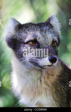Arctic Fox - Vulpes lagopus Foto Stock