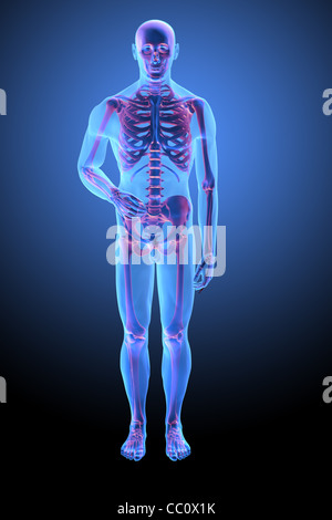 Anatomia umana con visibile skelton - Illustrazione medica Foto Stock