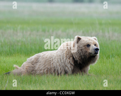 Orso bruno ( Ursus arctos ) un foraggio femmina si trova a riposo in un lago Clark parco nazionale campo sedge Foto Stock
