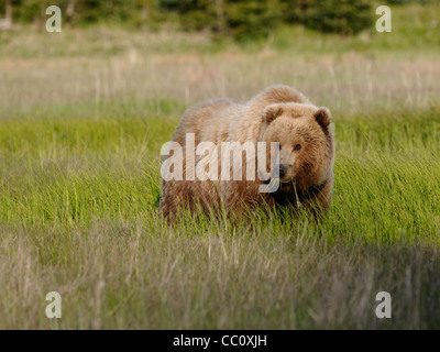 L'orso bruno (Ursus arctos ) alimentando in un Alaskan sedge campo Foto Stock