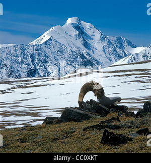 Vecchio Argali corna e le montagne di Altai. La Mongolia. Ghiacciaio Potanin Foto Stock