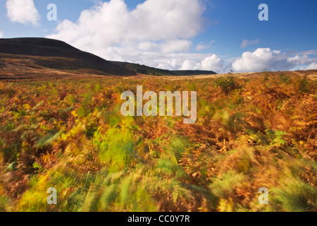 Colori autunnali in bracken ai piedi delle colline Simonside vicino Rothubury, parco nazionale di Northumberland, Inghilterra Foto Stock