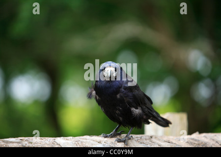 Rook sulla parete fissando. L'Irlanda Foto Stock