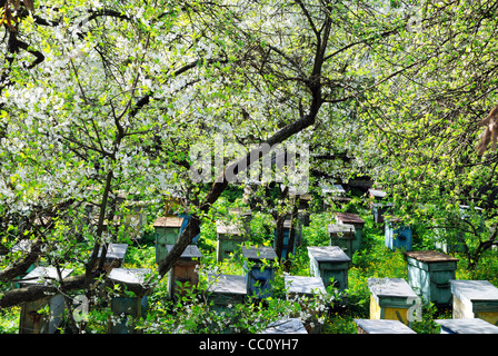 Alveari nel frutteto, Ucraina Foto Stock