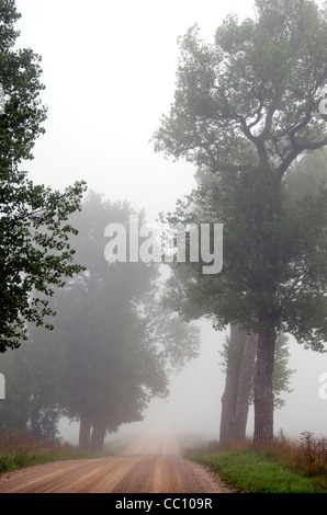 Rural strada di ghiaia lavello in densa nebbia è circondato da vecchi alberi. Foto Stock