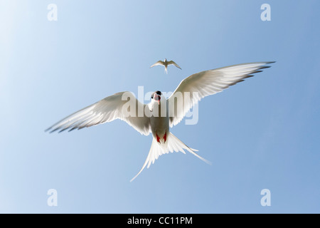 Un Arctic Tern circa di calarsi giù, per proteggere i suoi giovani. La foto è stata scattata sull'interno farne Foto Stock