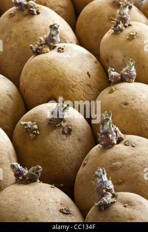 Tuberi seme di patate essendo chitted e iniziare a riprendere Foto Stock