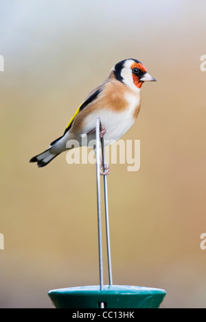 Cardellino appollaiato sulla cima di Bird Feeder Foto Stock