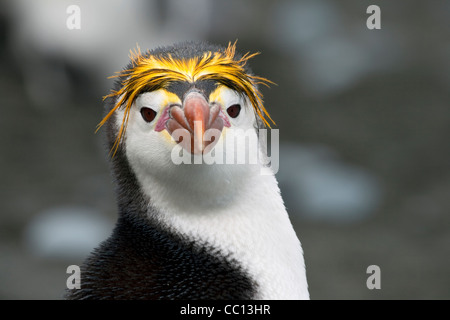 Royal penguin (Eudyptes schlegeli) su Macquarie Island (AU) Foto Stock