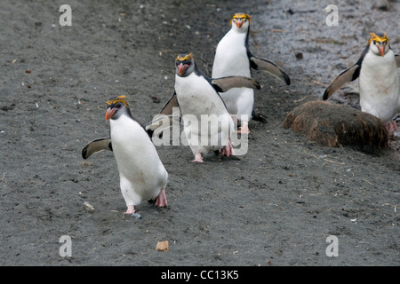 Royal pinguini (Eudyptes schlegeli) passeggiate ont egli spiaggia di Macquarie Island (AU) Foto Stock