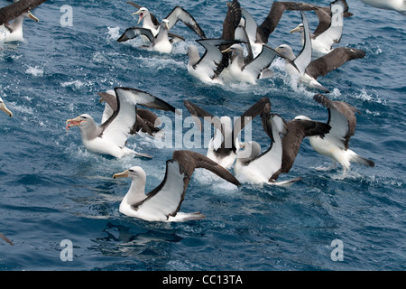 Gregge di Salvin's albatri (Thalassarche salvini) in acqua in lotta per il cibo Foto Stock