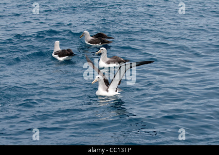 Il Salvin albatross (Thalassarche salvini) in acqua vicino il Bounty Isole (NZ) Foto Stock