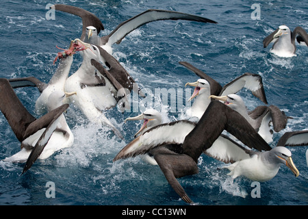 Gregge di Salvin's albatri (Thalassarche salvini) in acqua in lotta per il cibo Foto Stock
