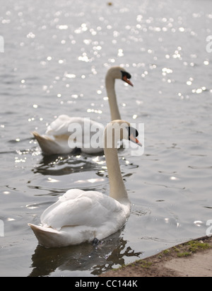 Una coppia di cigni a Kingsbury water park Foto Stock