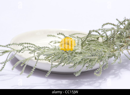 Cotone di fiori di lavanda e foglie (Santolina chamaecyparissus) su sfondo bianco Foto Stock