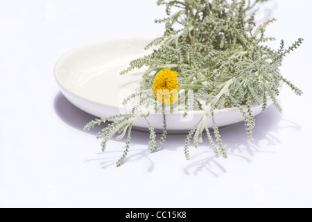 Cotone di fiori di lavanda e foglie (Santolina chamaecyparissus) su sfondo bianco Foto Stock