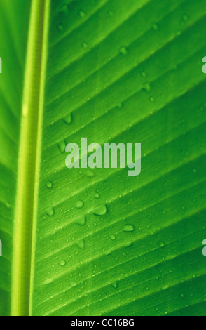 Isole di Cook, Kūki 'Āirani, Oceano Pacifico del Sud, banana leaf dettaglio Foto Stock