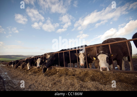 Alimentazione bestiame sulla South Downs vicino a Amberley, West Sussex, Regno Unito Foto Stock