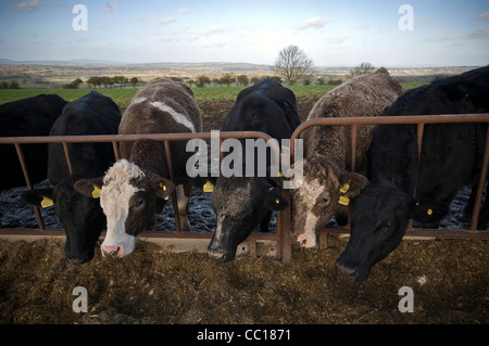 Alimentazione bestiame sulla South Downs vicino a Amberley, West Sussex, Regno Unito Foto Stock