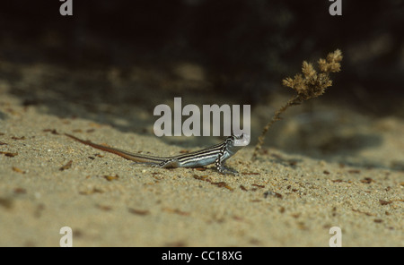 Spinosa Footed Lizard Acanthodactylus erythrurus . Spagna Foto Stock