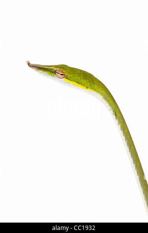 Ahaetulla nasuta . I capretti verde serpente di vite su sfondo bianco