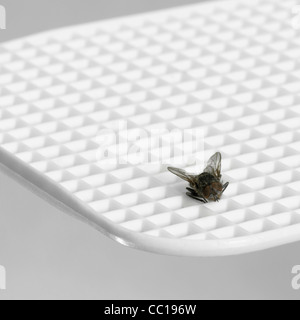 Mosca bianca lembo e mosca morta in grigio chiaro indietro Foto Stock
