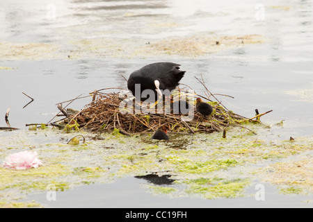 Coot,fulica atra su un nido con giovani pulcini, England, Regno Unito Foto Stock