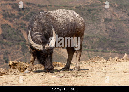 Domestico di acqua asiatici buffalo (Bubalus bubalis) Foto Stock