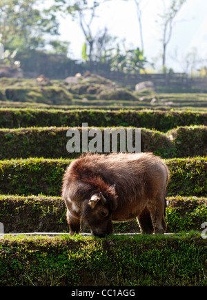 Giovani asiatici domestico bufalo d'acqua (Bubalus bubalis) in piedi in una schiera di risaia Foto Stock
