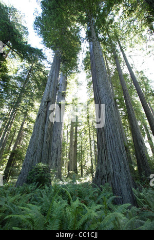 Giganteschi alberi di sequoia in Oregon, USA Foto Stock