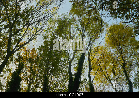 Autunnale di sole visto attraverso il pesante baldacchino di alberi su Park a piedi , in disuso la linea ferroviaria vieni sentiero natura nel nord di Londra Foto Stock