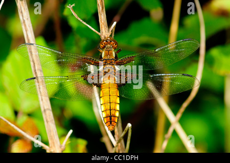 Un ampio e corposo chaser dragonfly a riposo REGNO UNITO Foto Stock