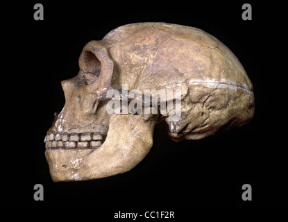 Cranio neandertaliano, Chapelle-Aux Santi Foto Stock