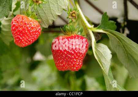 Serra fragole crescente usando la tecnica di hydroponics (nutriente minerale soluzioni) nelle isole Azzorre Foto Stock