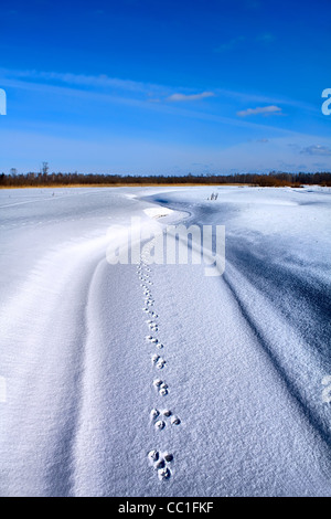 Tracce del cane sulla neve Foto Stock