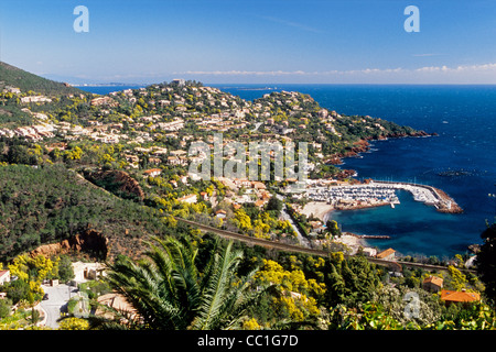 Vista aerea del Le Trayas nell'Esterel con le mimose blossom flower Foto Stock