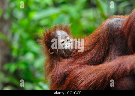 Un neonato orangutan rimane vicino a sua madre in corrispondenza di una stazione di alimentazione, Tanjung messa National Park, Kalimantan Tengah, Borneo. Foto Stock