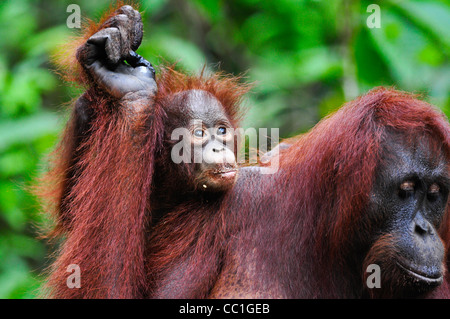 Una selvaggia ma abituare infant orangutan prende un piggyback sulla sua madre, Tanjung messa National Park, Kalimantan Tengah, Borneo. Foto Stock