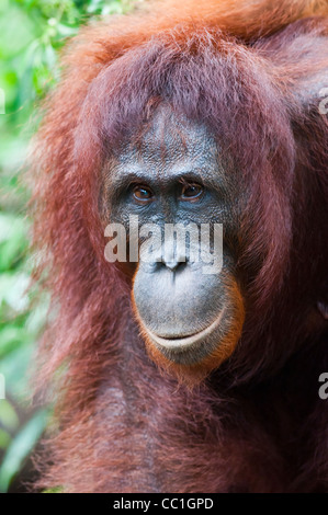 Una femmina adulta con orangutan strabismo si aggira intorno a Camp Leakey, Tanjung messa National Park, Kalimantan Tengah, Borneo. Foto Stock