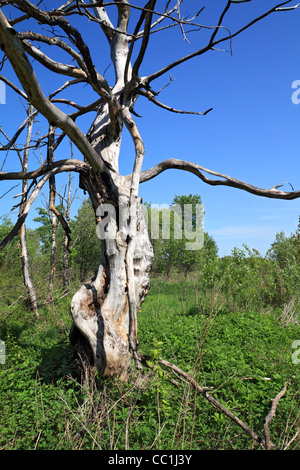albero di brutto Foto Stock