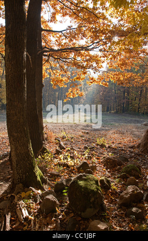 La luce nella foresta di autunno Foto Stock