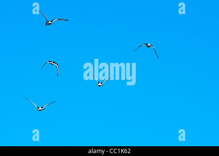 Animali, uccelli, Oystercatchers in volo, cielo blu Foto Stock