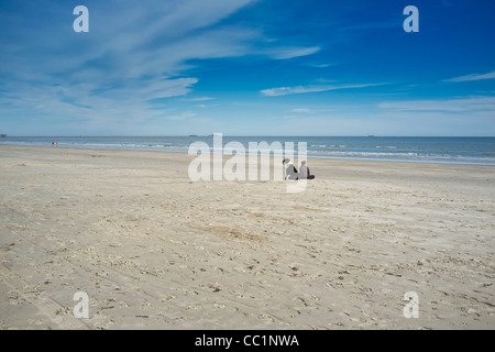 Cane grande seduto accanto a una donna su una spiaggia Foto Stock