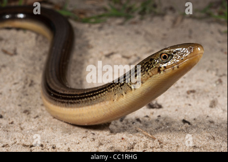 Vetro orientale Lizard (Ophisaurus ventralis), poco St Simon's Island, isole di barriera, GEORGIA, STATI UNITI D'AMERICA Foto Stock