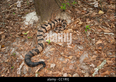 Canneto o Timber Rattlesnake, adulto, Captive. Il Orianne Indigo Snake preservare, Georgia, Stati Uniti d'America. Altered digitalmente. Foto Stock