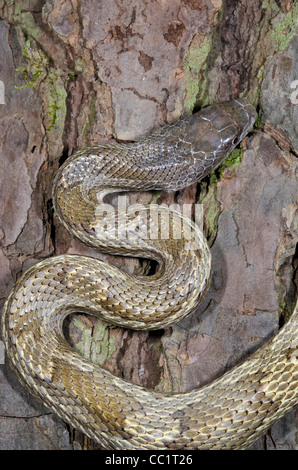 Giallo Biacco (Elaphe obsoleta quadrivittata), Captive. Il Orianne Indigo Snake preservare, Telfair County, GEORGIA, STATI UNITI D'AMERICA Foto Stock