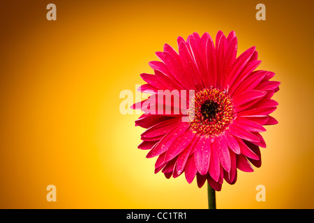 Gerber fiore su un gradiente di colore giallo Foto Stock