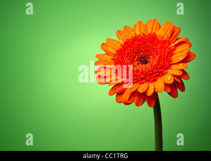 Gerber fiore su un gradiente verde Foto Stock